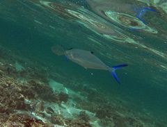 Scomberoides lysan