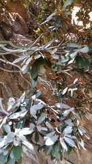 Englerophytum magalismontanum