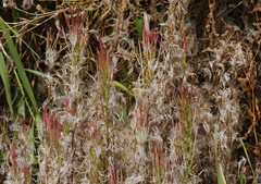 Epilobium glandulosum