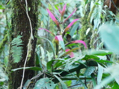 Guzmania wittmackii
