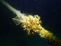 Chaetodermis penicilligerus