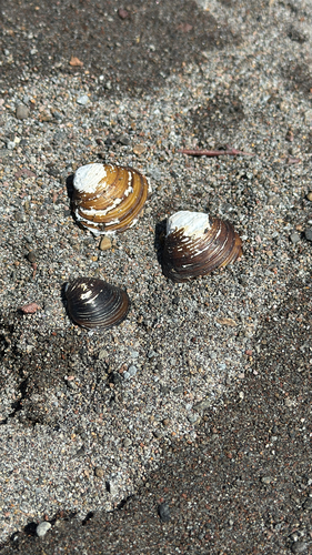 Corbicula fluminea