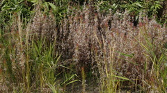 Epilobium glandulosum