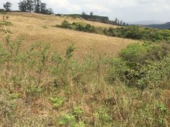 Tephrosia polystachya hirta