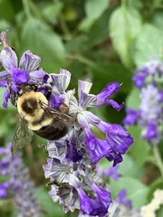 Bombus impatiens image
