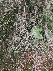 Tetragonia implexicoma