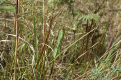 Tephrosia polystachya hirta