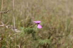 Tephrosia polystachya hirta