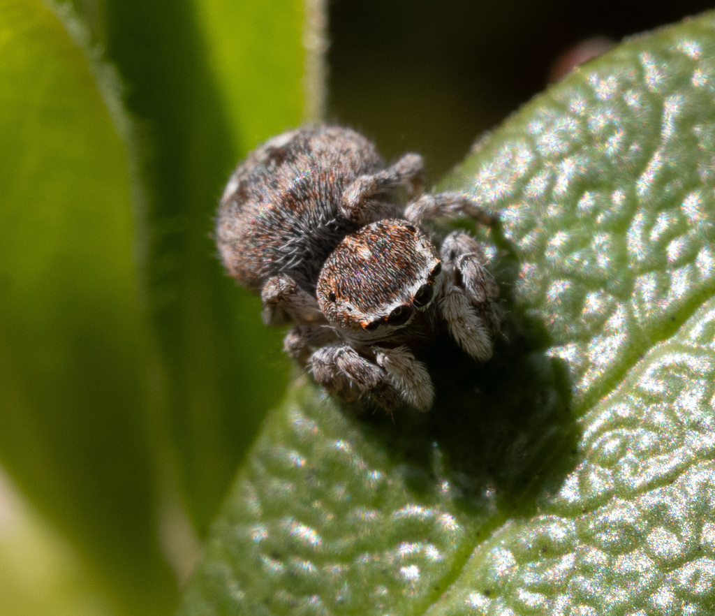 Attulus saltator