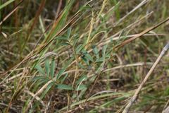 Tephrosia polystachya hirta