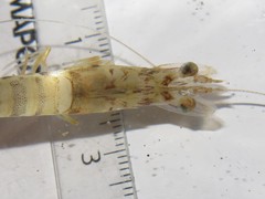 Penaeus kerathurus