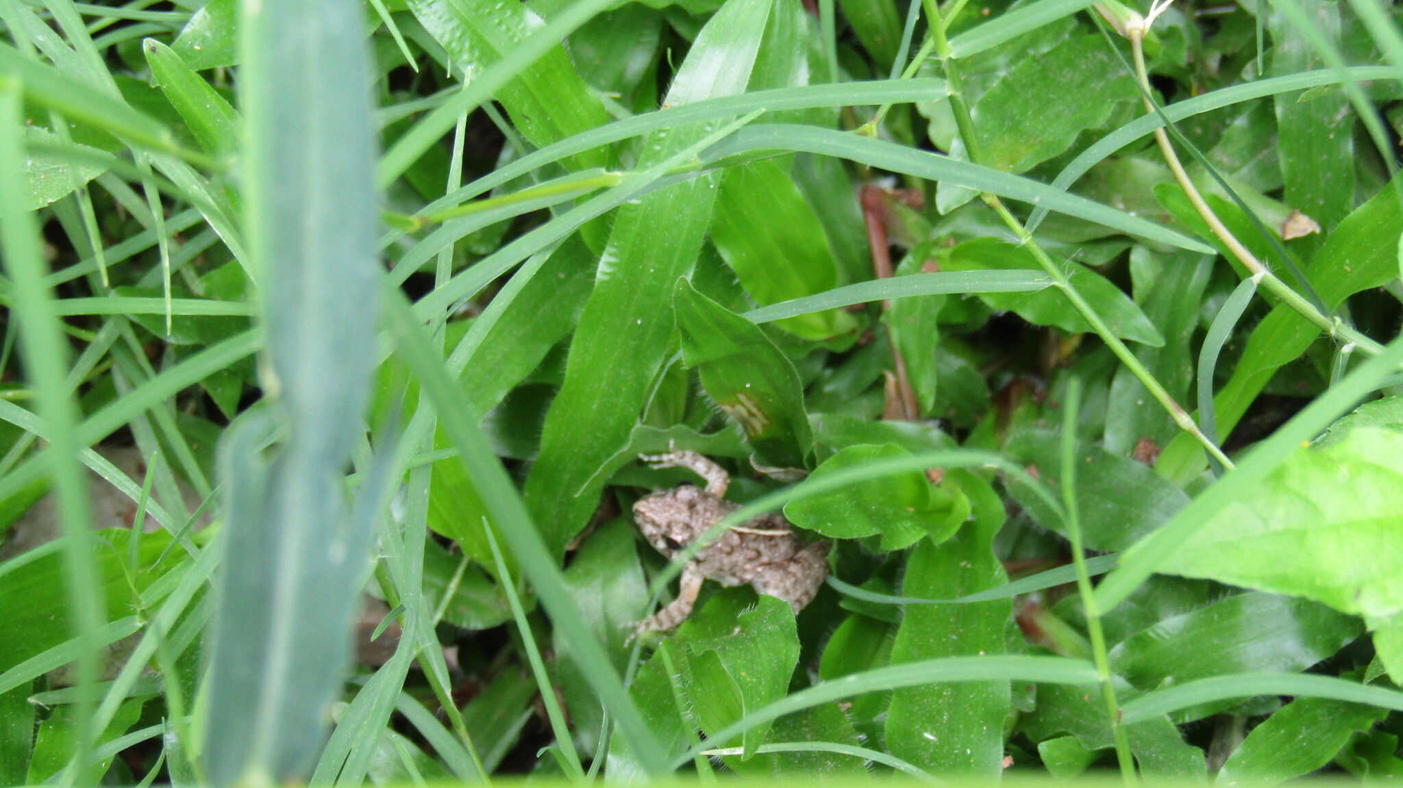 Granular Cricket Frog