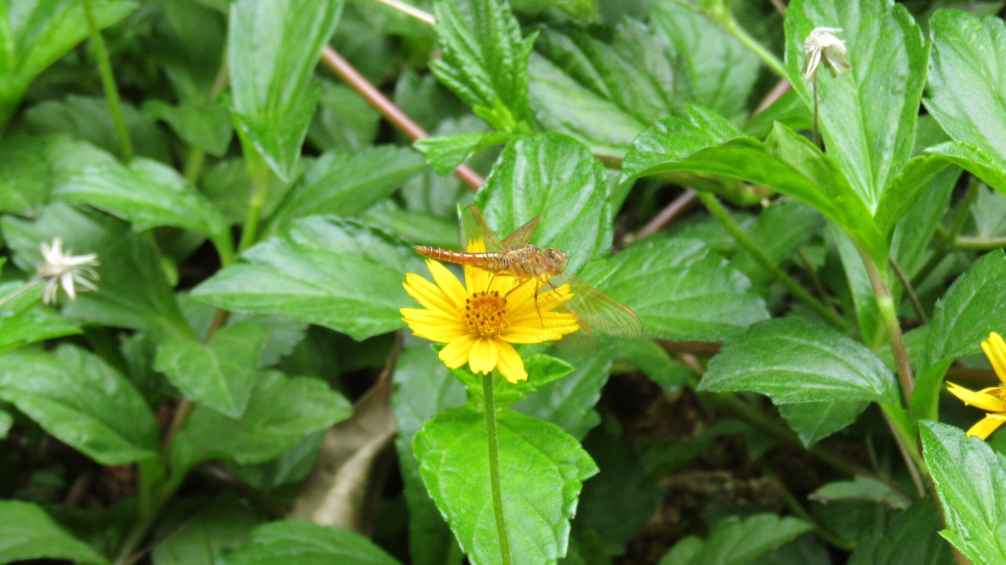 Ditch Jewel