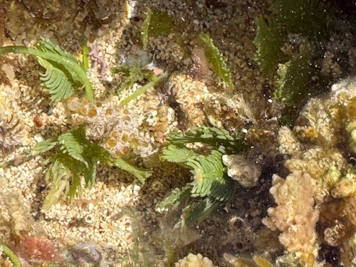 Caulerpa sertularioides observed 2025-05-26