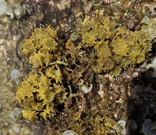 Turbinaria ornata observed 2025-05-26