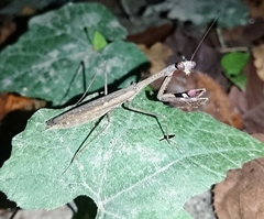 Statilia maculata maculata