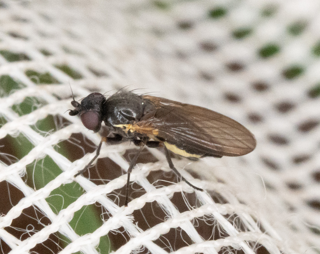 Phytomyza nigripennis