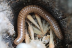 Pachyiulus cattarensis