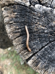 Pachyiulus cattarensis