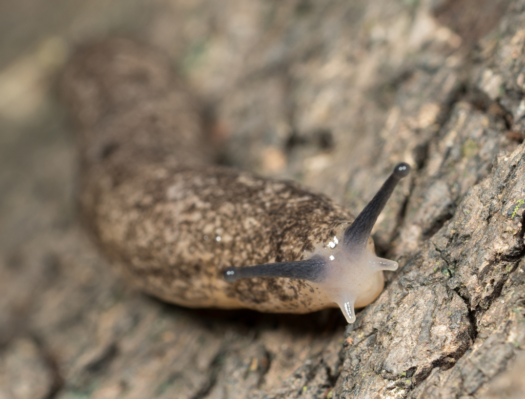 Carolina mantleslug