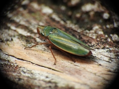 Graphocephala psephena