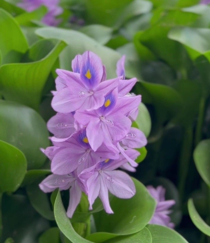common water hyacinth