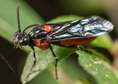 Argidae