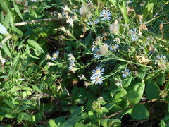 Symphyotrichum lentum