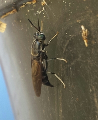 Hermetia illucens