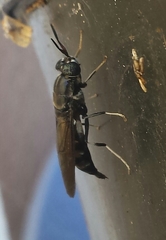Hermetia illucens
