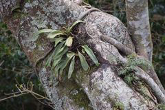 Elaphoglossum macropodium