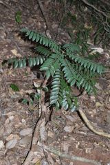 Cnestis polyphylla