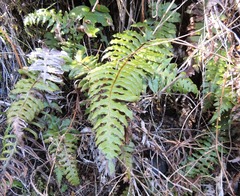 Cranfillia vulcanica