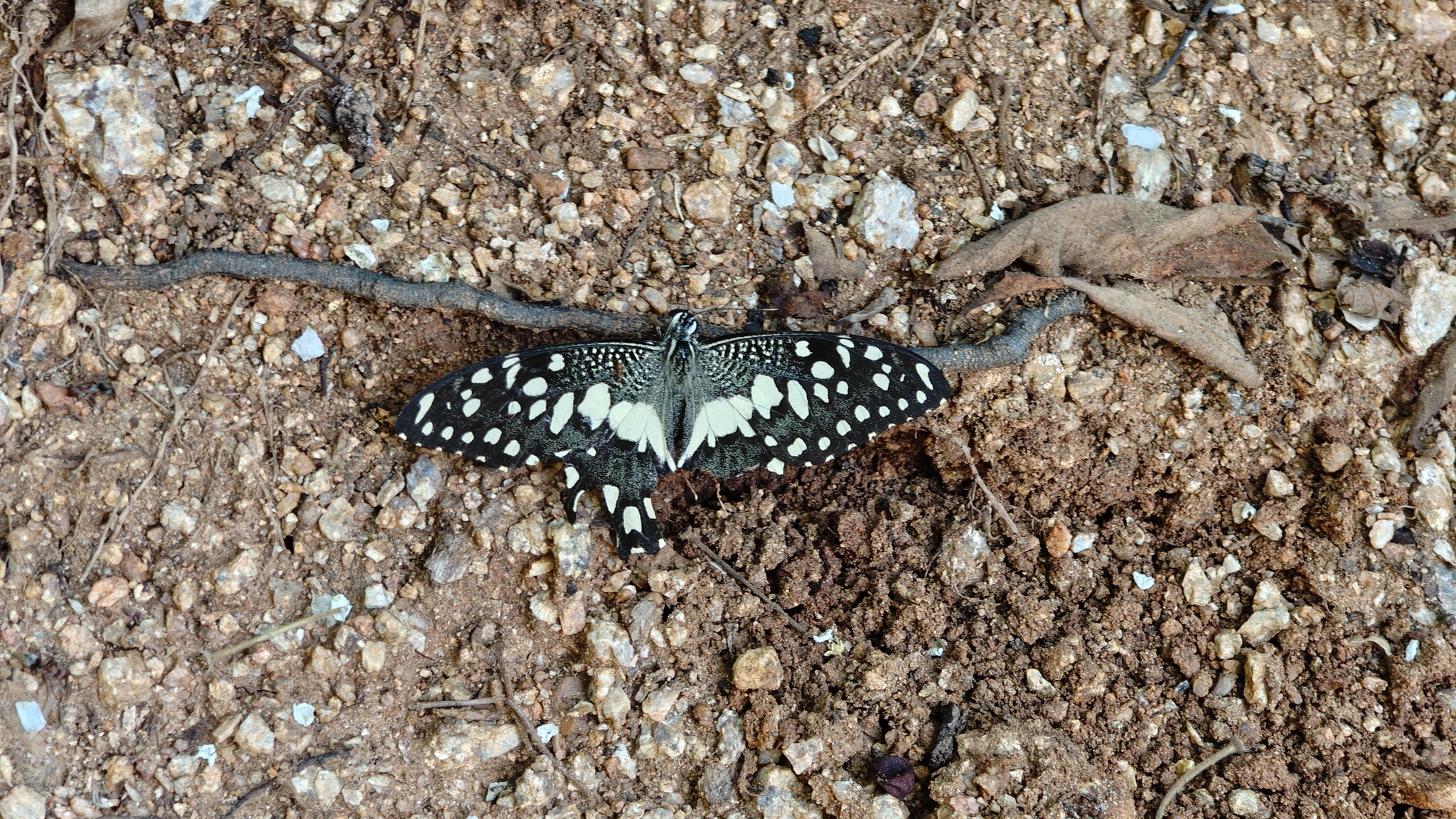 Lime Swallowtail