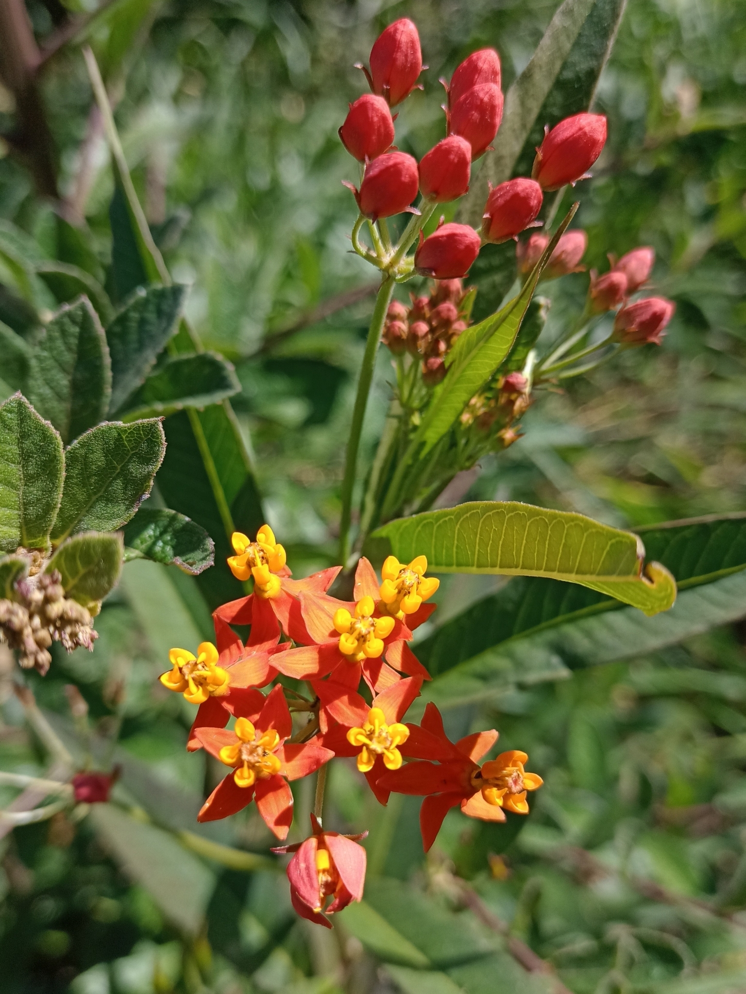 Asclepias curassavica