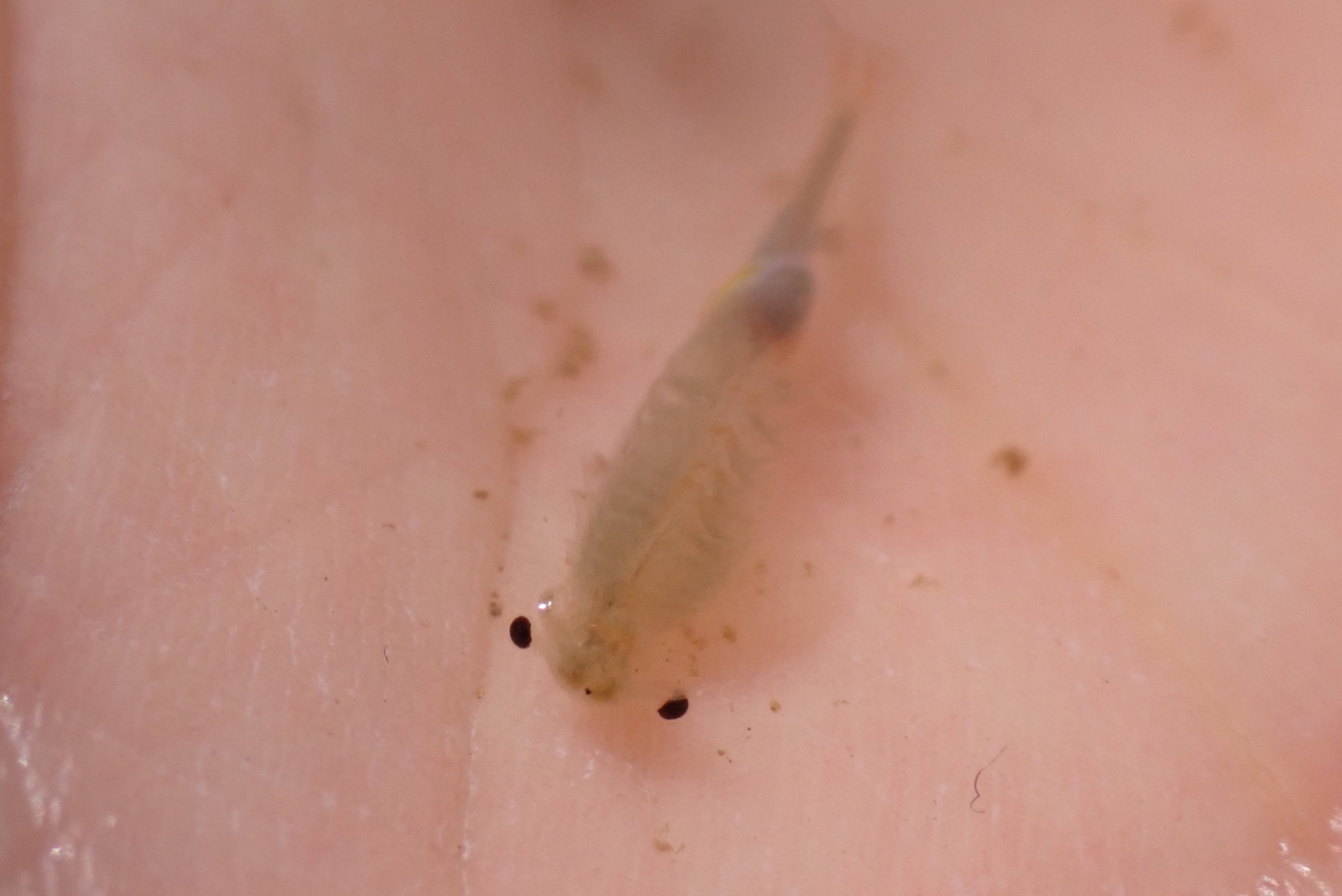 Branchipus schaefferi Fischer, 1834