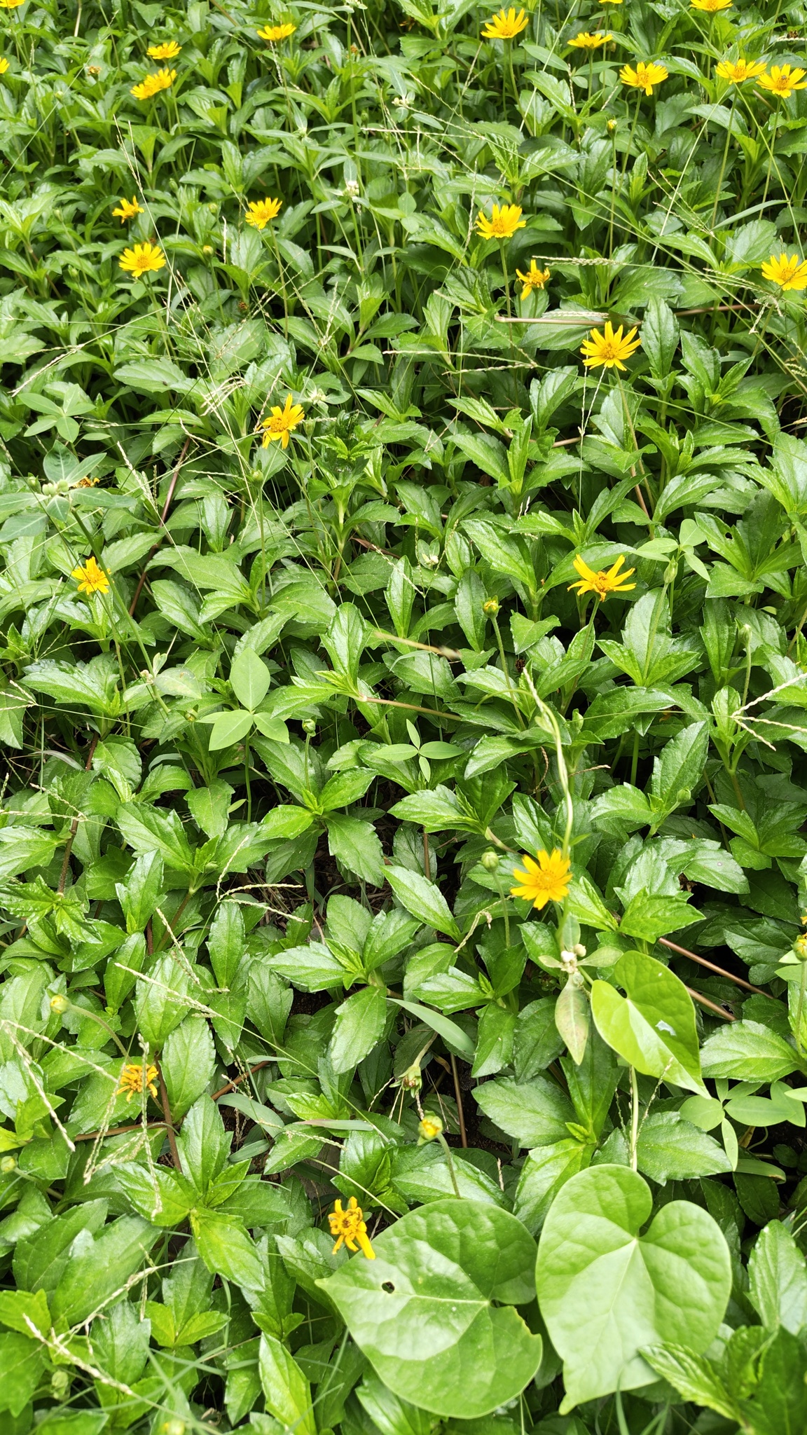 Coromandel Marsh Dart