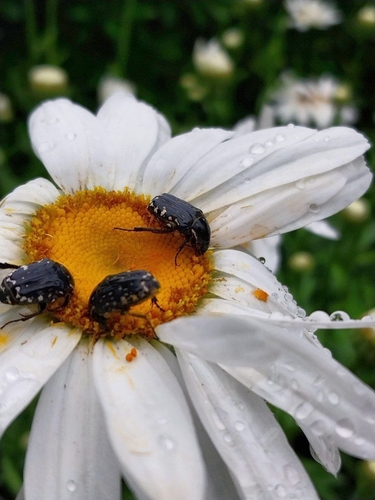 Middle Eastern Flower Scarab