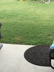 Cynodon dactylon dactylon