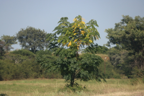 Libidibia ferrea