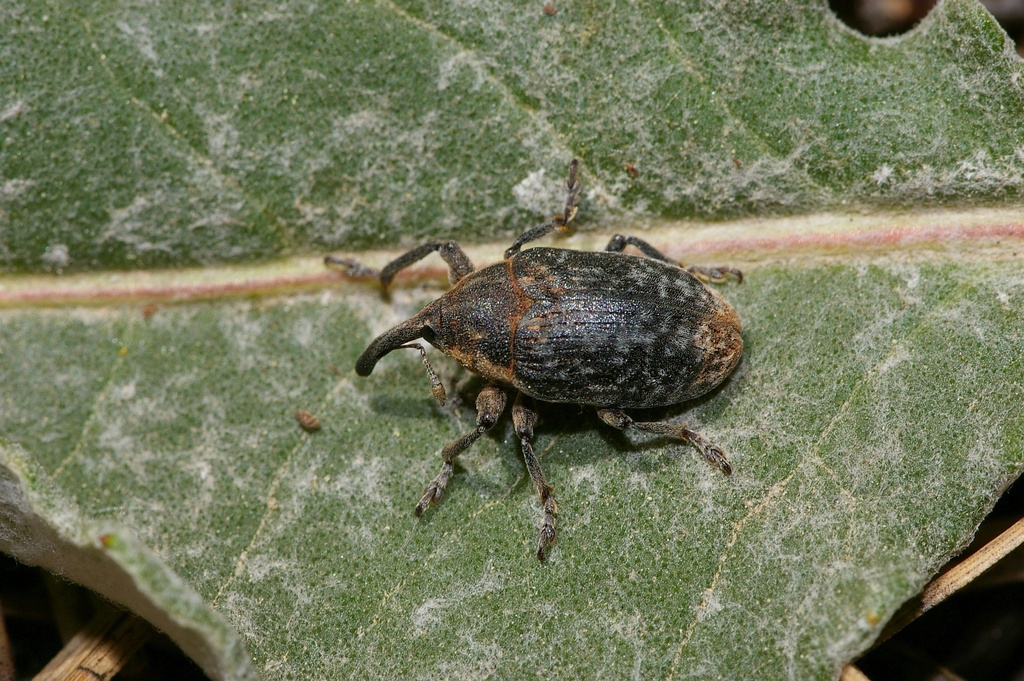 Larinus leuzeae