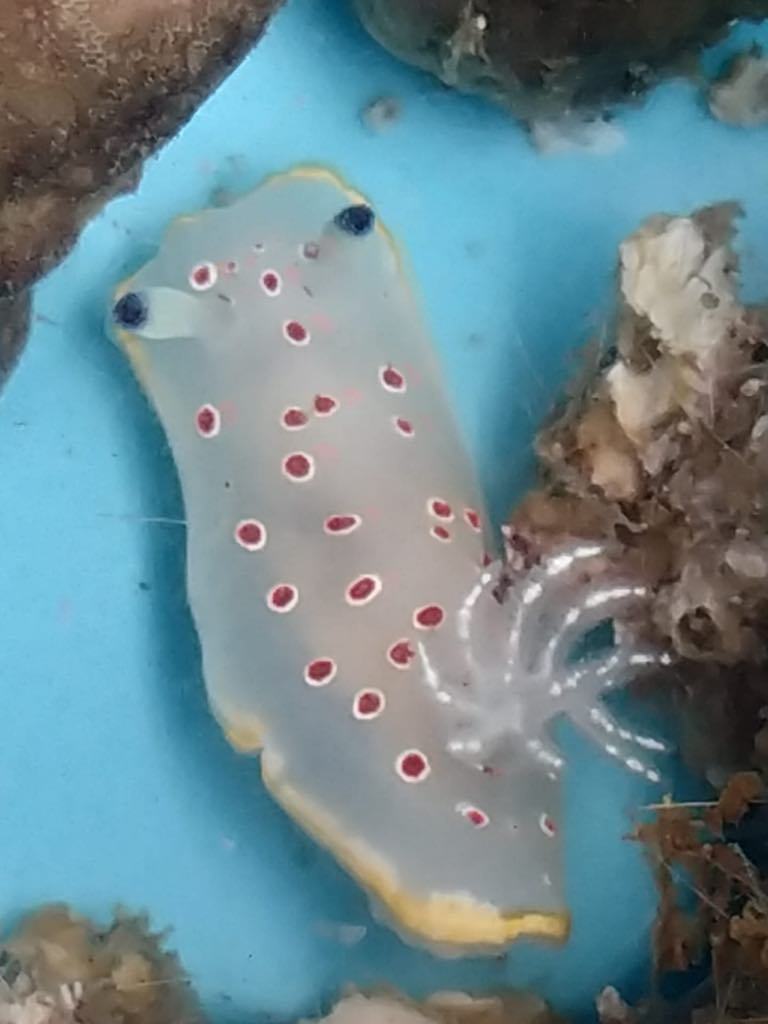 Felimida ocellata