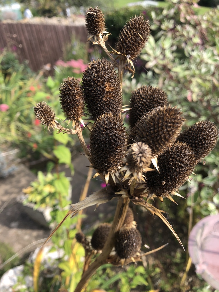 agave-leaved sea holly