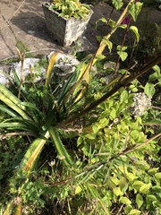 Eryngium agavifolium