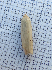 Gonioterma mistrella