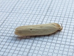 Gonioterma mistrella