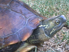 Mauremys reevesii