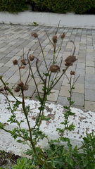 Asteraceae