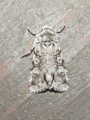 Sympistis chionanthi