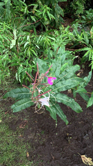 Chamaenerion angustifolium